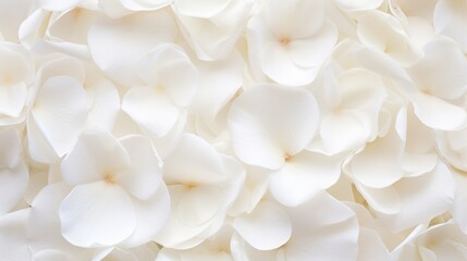 Fototapeta na wymiar Beautiful white rose petals as background, top view