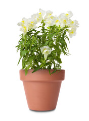 Fototapeta na wymiar Beautiful snapdragon in terracotta flower pot isolated on white