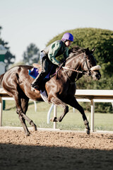 Thoroughbred race horse galloping with jockey