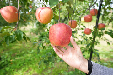 closeup hand of agriculture harvest gardener picking a apple from a tree