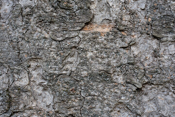 dry tree bark texture and background, nature concept