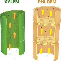 Differences of Xylem and Phloem illustration - obrazy, fototapety, plakaty