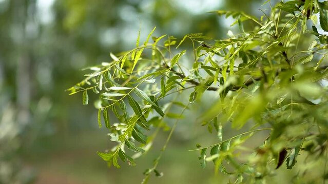 neem tree 4K Video Margoa tree during day time. Neem is a tree from South and Southeast Asia now planted across the tropics because of its properties as a natural medicine,Azadirachta indica - A branc
