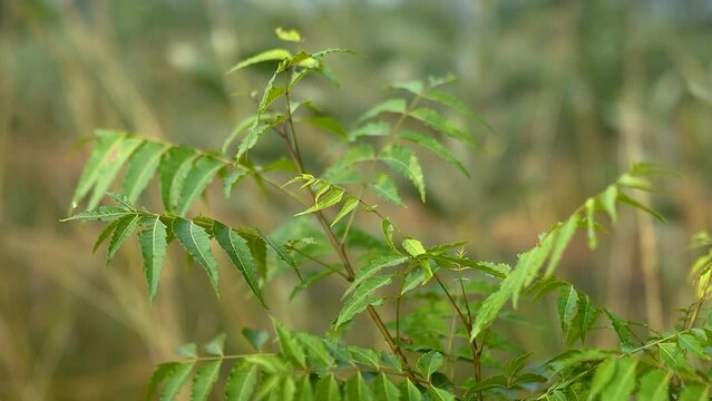 neem tree 4K Video Margoa tree during day time. Neem is a tree from South and Southeast Asia now planted across the tropics because of its properties as a natural medicine,Azadirachta indica - A branc