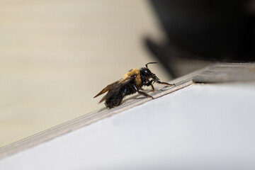 macro close up of a bumblebee