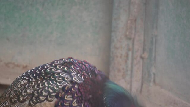 The common pheasant (Phasianus colchicus) is a bird in the pheasant family (Phasianidae