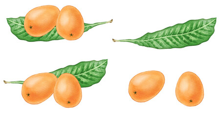 Set of loquat fruits and leaves painted with digital watercolor