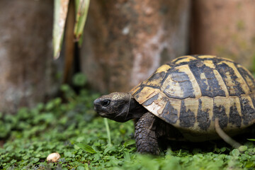 box turtle on the grass walking through a garden on a warm summer afternoon