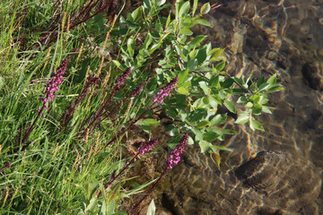 Small Purple Flowers near Water