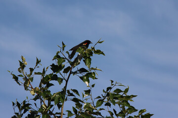 Red-Winged Black Bird