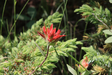 Fototapeta premium Red Paintbrush Flower