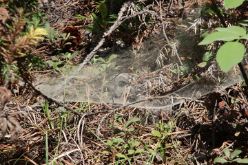 Spider Web with No Spider