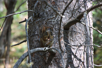 Obraz premium Squirrel Eating