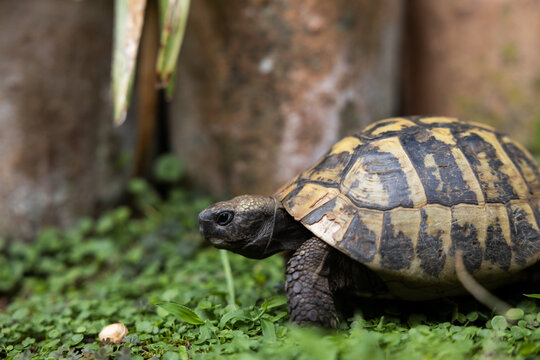 box turtle on the grass walking through a garden on a warm summer afternoon