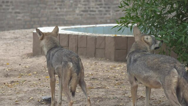 Arabian wolf Canis lupus Pakistani staring on multan zoo 
