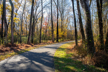 Obraz premium Sunlit nature trail with long shadows and autumn leaves