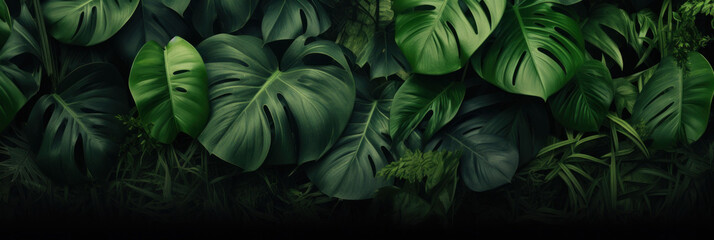 Green leaves, Dark green tropical leaves ( monstera, palm, coconut leaf, fern, palm leaf,bananaleaf) background. Nature. - obrazy, fototapety, plakaty