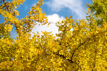 Colorful leaves, autumn season with sky in the background