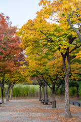 Naklejka premium View of Yeouido Park, walkway with colorful leaves tree, autumn foliage. It is a park in Yeongdeungpo District, Seoul, South Korea.