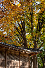 Korean Traditional Building in Secret Garden or Huwon of Changdeokgung Palace with ceautiful autumn foliage. It was used as a place of leisure by members of the royal family