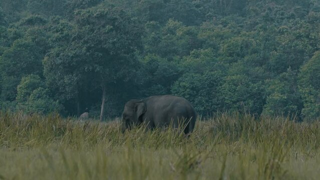 A Sumatran elephant, in the middle of the grasslands of Way Kambas Forest National Park. Elephas maximus sumatranus