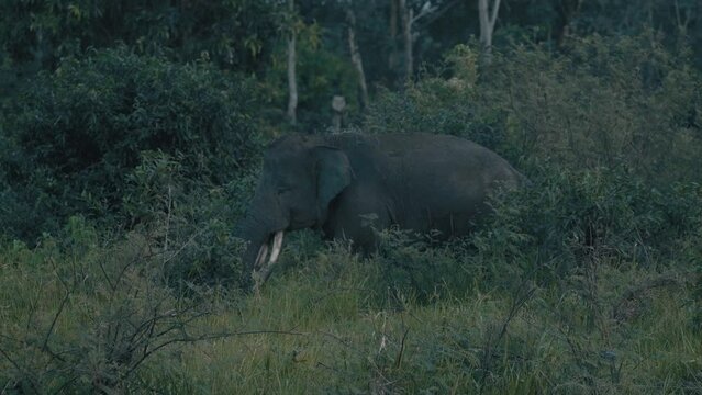 A Sumatran elephant, in the middle of the grasslands of Way Kambas Forest National Park. Elephas maximus sumatranus