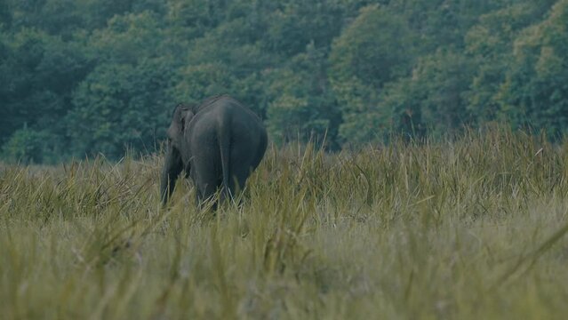A Sumatran elephant, in the middle of the grasslands of Way Kambas Forest National Park. Elephas maximus sumatranus