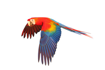 Colorful flying parrot isolated on transparent background png file