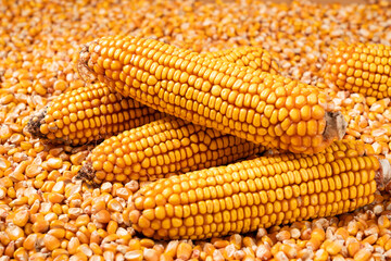 organic grain yellow corn seed or maize and dry corn cob background.