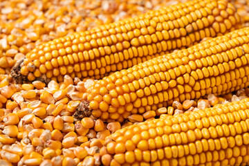 organic grain yellow corn seed or maize and dry corn cob background.