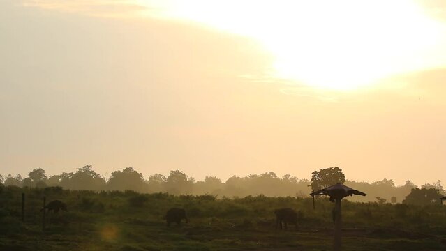 Natural scenery, trees and some elephants eating grass in the forest of Way Kambas National Park.