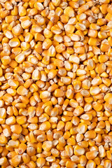 organic grain yellow corn seed or maize Full-Frame Background. Top View