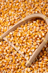 organic grain yellow corn seed or maize Full-Frame Background. Top View