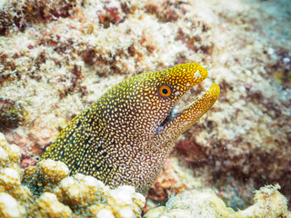 美しいワカウツボ（ウツボ科）。

東京都伊豆諸島式根島丸根ヶ浜にて。
2023年11月1日〜5日撮影。
水中写真。

The Beautiful Abbott's moray eel.

At Marunegahama beach, Shikinejima, Izu Islands, Tokyo.
Photo Taken November 1-5, 2023.
by underwater phot