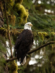 Baldeagle