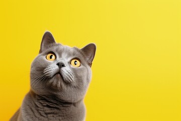 Gray fat cat funny looking up yellow background Ads space