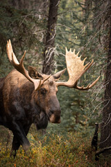 Bull Moose