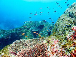 美しいエンタクミドリイシ（テーブルサンゴ）と可愛いナンヨウハギ（ニザダイ科）の幼魚、キンギョハナダイ（ハナダイ亜科）、キホシスズメダイ（スズメダイ科）他の群れ。

東京都伊豆諸島式根島丸根ヶ浜にて。
2023年11月1日〜5日撮影。
水中写真。

A Cute Palette surgeonfish in Beautiful Table coral and a school of the Beau