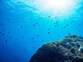 美しいエンタクミドリイシ（テーブルサンゴ）と可愛いナンヨウハギ（ニザダイ科）の幼魚、キンギョハナダイ（ハナダイ亜科）、キホシスズメダイ（スズメダイ科）他の群れ。

東京都伊豆諸島式根島丸根ヶ浜にて。
2023年11月1日〜5日撮影。
水中写真。

A Cute Palette surgeonfish in Beautiful Table coral and a school of the Beau