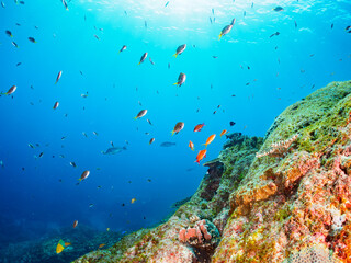 Fototapeta premium 美しいエンタクミドリイシ（テーブルサンゴ）と可愛いナンヨウハギ（ニザダイ科）の幼魚、キンギョハナダイ（ハナダイ亜科）、キホシスズメダイ（スズメダイ科）他の群れ。東京都伊豆諸島式根島丸根ヶ浜にて。 2023年11月1日〜5日撮影。 水中写真。A Cute Palette surgeonfish in Beautiful Table coral and a school of the Beau