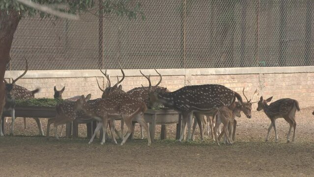 Wild young sika deer licking its back in the shade multan zoo