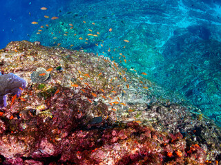 美しいキンギョハナダイ（ハナダイ亜科）、キホシスズメダイ（スズメダイ科）他の群れ。

東京都伊豆諸島式根島丸根ヶ浜にて。
2023年11月1日〜5日撮影。
水中写真。

Beautiful a school of Sea Goldie and Northern yellow-spotted chromis and others. 

At Marunegahama beach, Shikineji