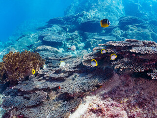 美しいエンタクミドリイシ（テーブルコーラル）とトノサマダイ、アケボノチョウチョウウオ、ヤリカタギ（チョウチョウウオ科）他の群れ。

東京都伊豆諸島式根島丸根ヶ浜にて。
2023年11月1日〜5日撮影。
水中写真。

A beautiful table corals and the school of Mirror Butterflyfish and Blackback Butterflyfish 