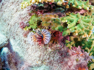 広げた羽根が美しいキリンミノ（フサカサゴ科）。

東京都伊豆諸島式根島丸根ヶ浜にて。
2023年11月1日〜5日撮影。
水中写真。

The Beautiful yellowtail wrasse juvenile and others. 

At Marunegahama beach, Shikinejima, Izu Islands, Tokyo.
Photo Taken November 1