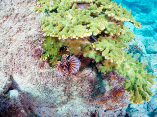 広げた羽根が美しいキリンミノ（フサカサゴ科）。

東京都伊豆諸島式根島丸根ヶ浜にて。
2023年11月1日〜5日撮影。
水中写真。

The Beautiful yellowtail wrasse juvenile and others. 

At Marunegahama beach, Shikinejima, Izu Islands, Tokyo.
Photo Taken November 1