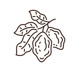 Cocoa icon. Vector line. Editable outline stroke.