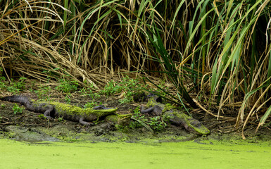 American Alligators resting on the bank of a duckweed covered river. Large predators. Wildlife...