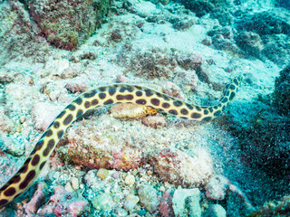 不思議なモヨウモンガラドオシ（ウミヘビ科）。

東京都伊豆諸島式根島中の浦海水浴場、神引浦にて。
2023年11月1日〜5日撮影。
水中写真。

The mysterious Tiger snake eel. 

At Nakanoura beach and Kambikiura, Shikinejima, Izu Islands, Tokyo.
Photo Taken November 1-5,