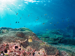 美しいエンタクミドリイシ（テーブルサンゴ）とキホシスズメダイ、ソラスズメダイ（スズメダイ科）他の群れ。

東京都伊豆諸島式根島中の浦海水浴場、神引浦にて。
2023年11月1日〜5日撮影。
水中写真。

Beautiful Table coral and a school of the Northern yellow-spotted chromis and Heavenly Damselfish 