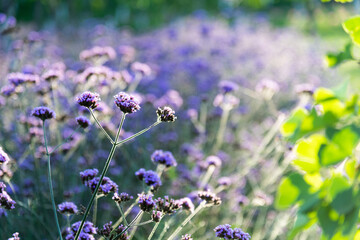 Background of purple verbena flowers